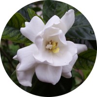 Gardenia