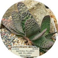 Gasteria