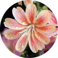 Lewisia