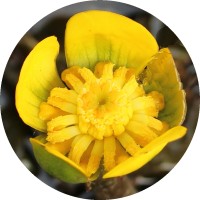 Nuphar