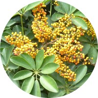 Schefflera