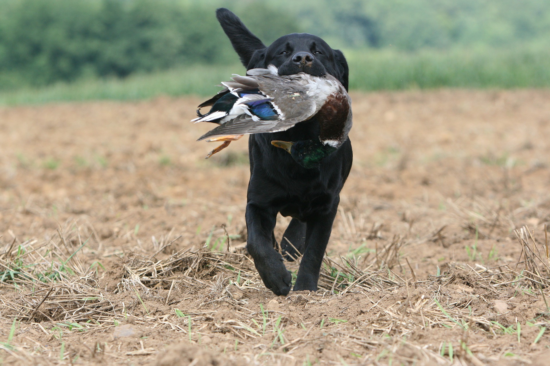 Bird Dog