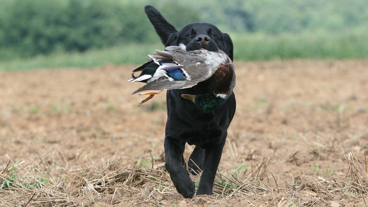Bird Dog